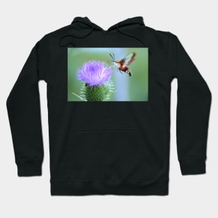 Hummingbird Clearwing Moth Hoodie